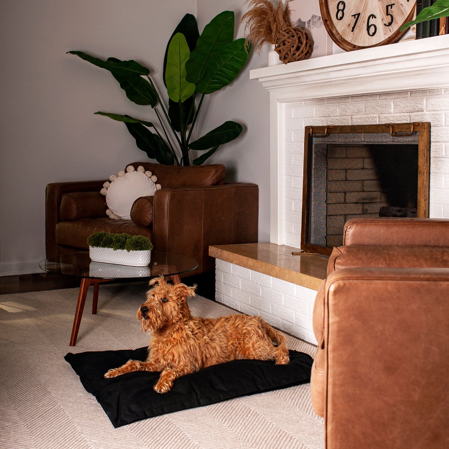 Pet Beds
